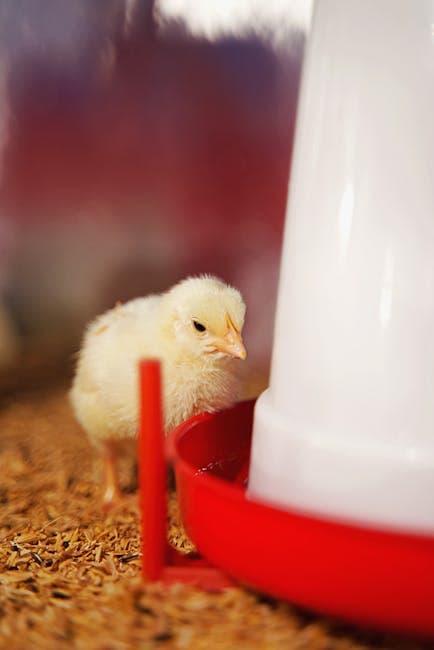 Baby chick standing next to a red waterer and feeder in a brooder
