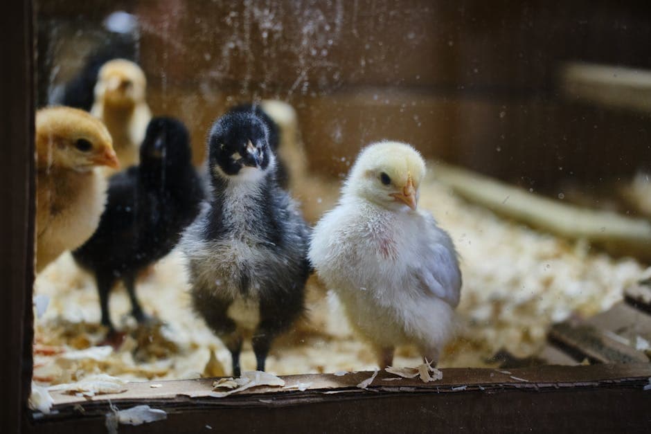 Baby chicks in a brooder with wood shavings bedding