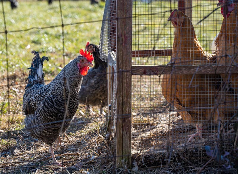 Raising Chickens in Missouri: Laws, Best Breeds, and Climate Tips