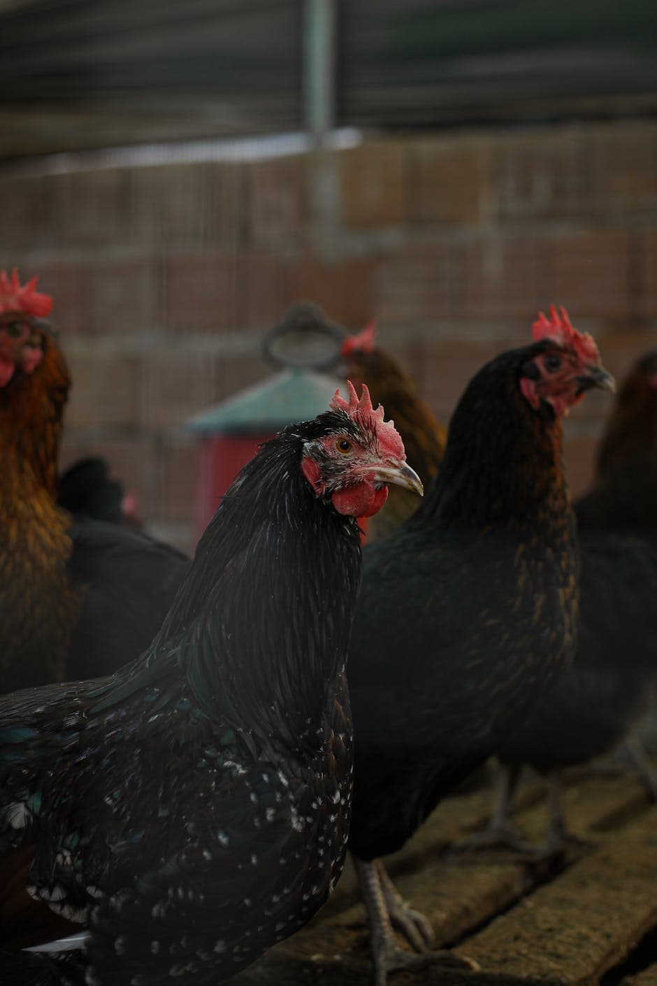 Black chickens standing inside a farm coop on perches