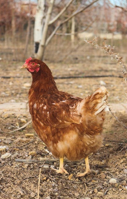A brown hen standing outdoors showing normal healthy posture and behavior