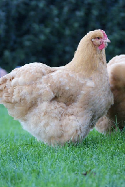 Buff Orpington chicken with golden plumage foraging on green grass