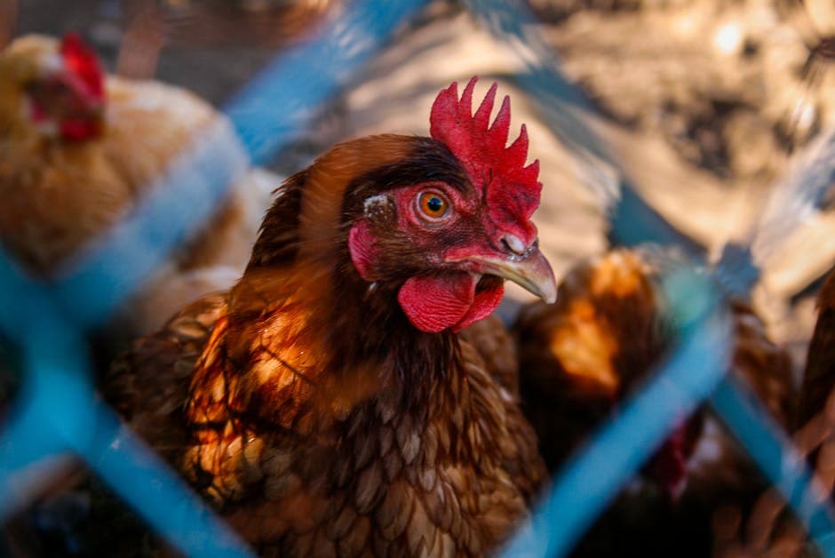Chicken Predators: How to Protect Your Flock (Complete Guide)