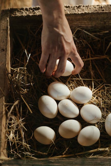 Hand collecting fresh eggs from a nesting box filled with hay