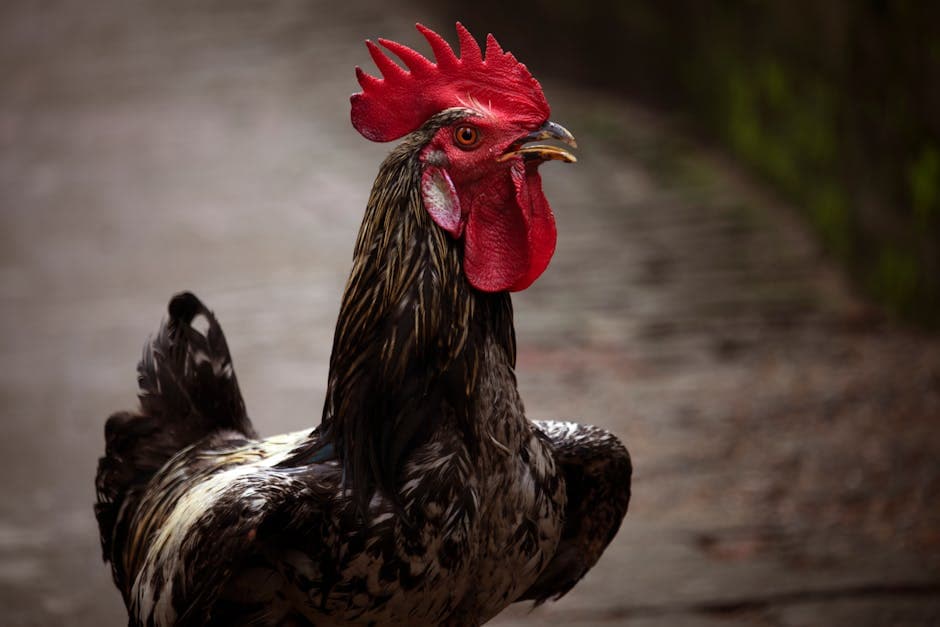 Close-up of a chicken's bright red comb and wattle showing signs of good health