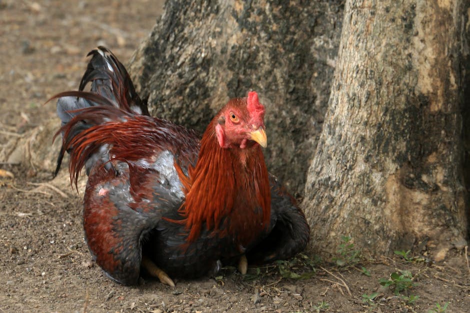 A chicken resting quietly on the ground in a peaceful outdoor setting