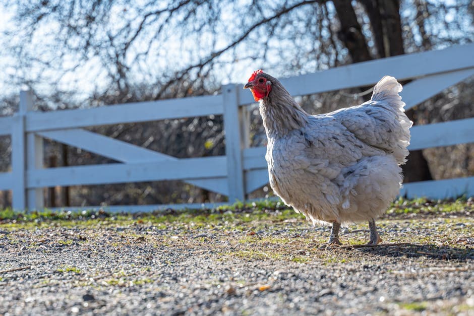 Raising Chickens in Indiana: Laws, Best Breeds, and Climate Tips