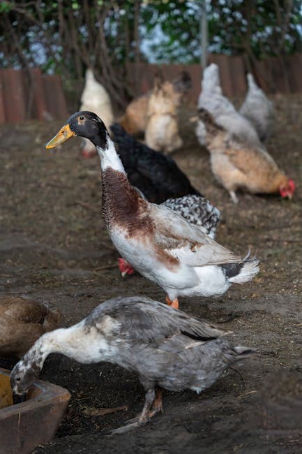 Chickens vs Ducks: Which Should You Raise?