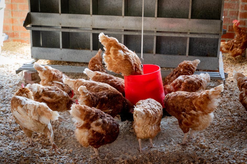 What Do Chickens Eat? Complete Feeding Guide