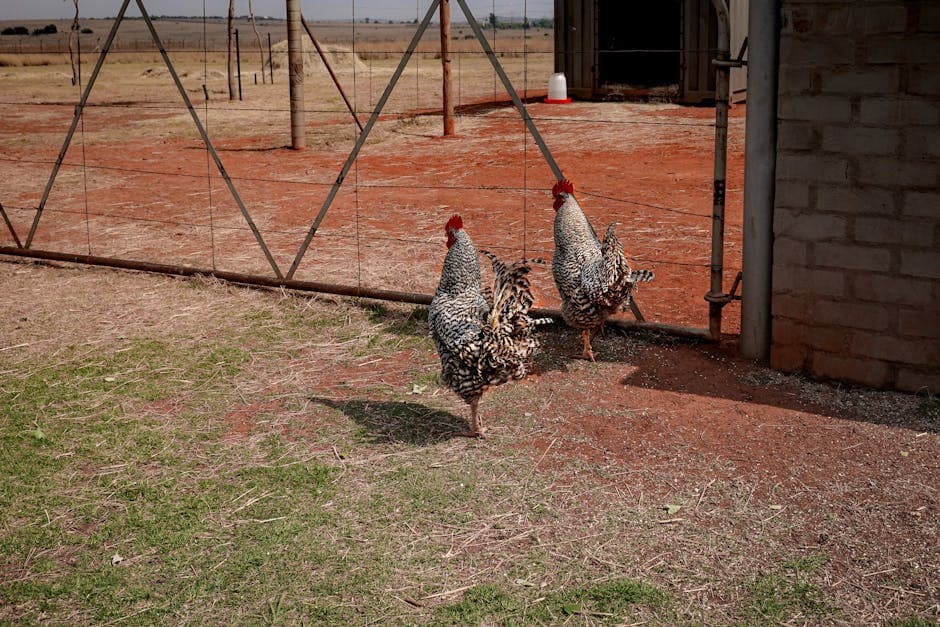 Speckled chickens foraging on a farm