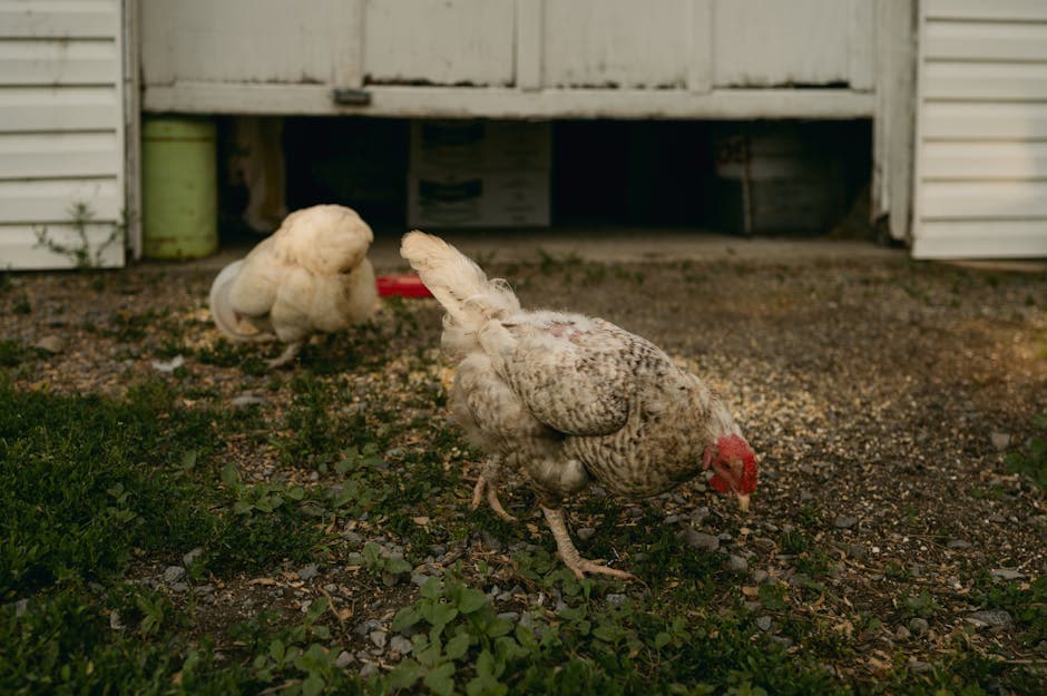 Two chickens foraging on a farm, highlighting free-range feeding behavior