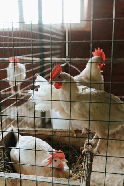 Chickens resting inside a rustic coop with natural lighting