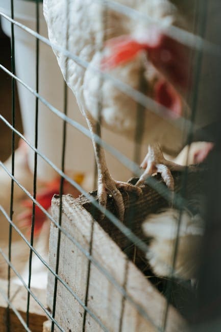 Chickens safely inside a well-fenced coop and run setup with proper protection