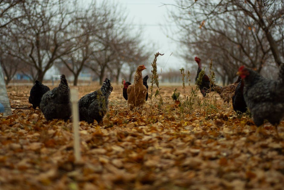Fall Chicken Care: 12 Steps to Prepare Your Flock for Winter
