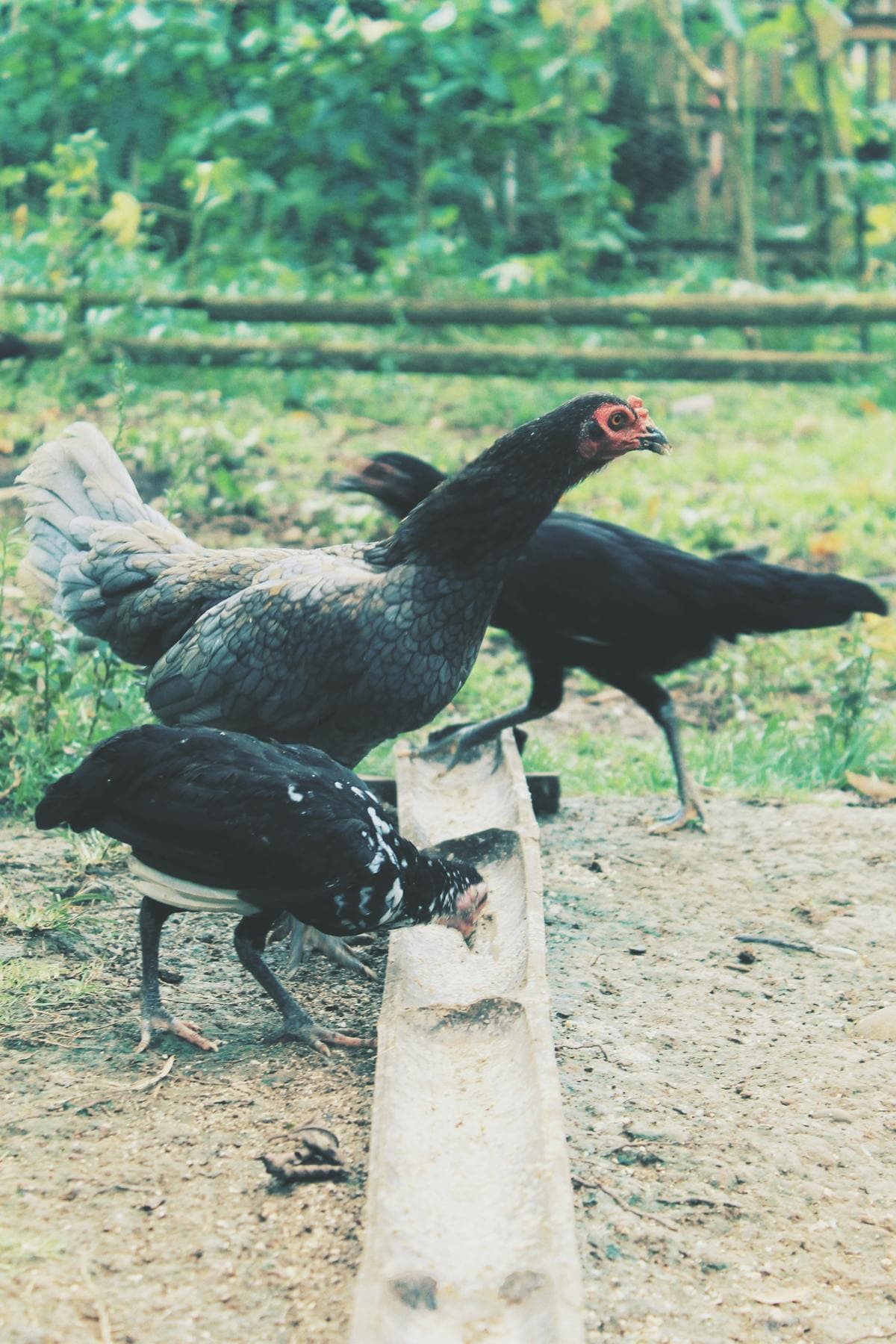 15 Best Treats for Chickens (And 5 Foods to Avoid)