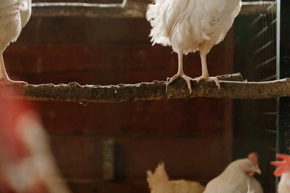 White chickens perched on roosting bars inside a wooden coop