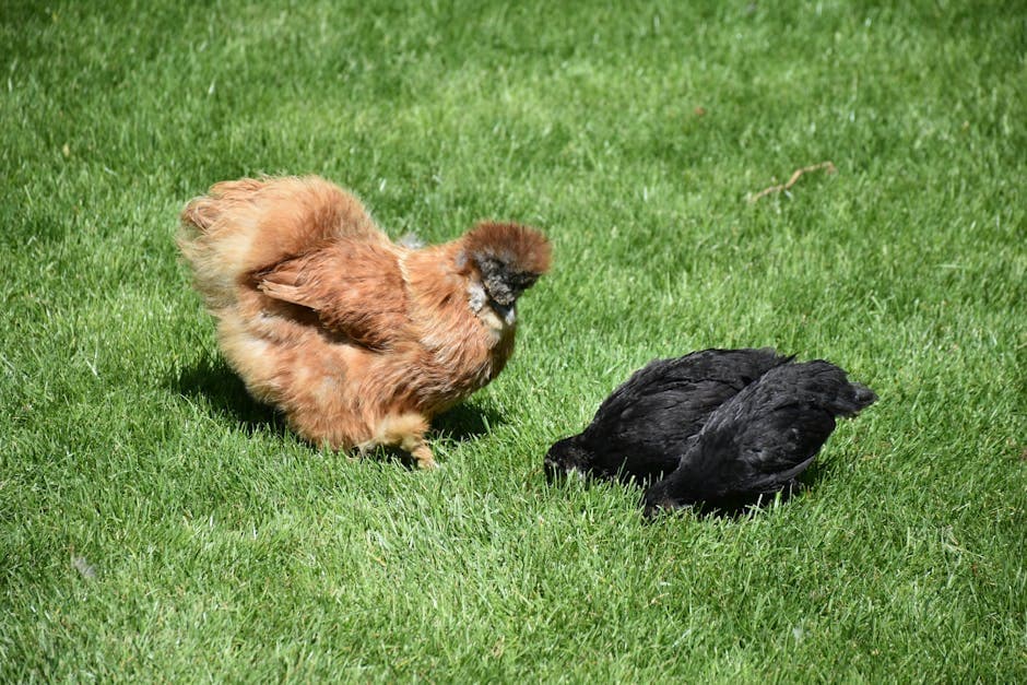 Raising Chickens in Virginia: Laws, Best Breeds, and Climate Tips