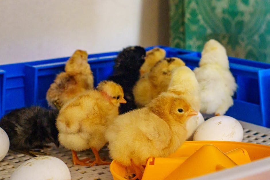 Adorable chicks and eggs in an incubator setting on hatch day