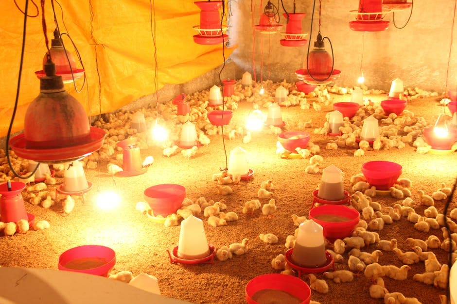 Brightly lit hatchery with chicks under warming lamps after a successful incubation