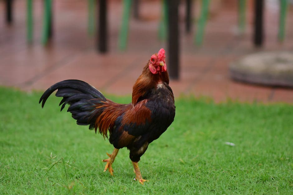 Do You Need a Rooster? Pros, Cons, and What to Expect