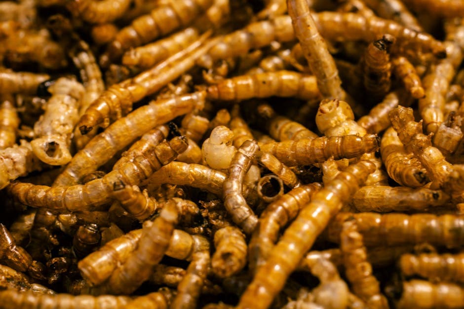 Close-up of dried mealworms — a high-protein treat for backyard chickens