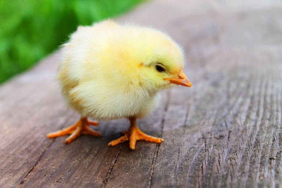 Fluffy yellow baby chick standing on a wooden surface