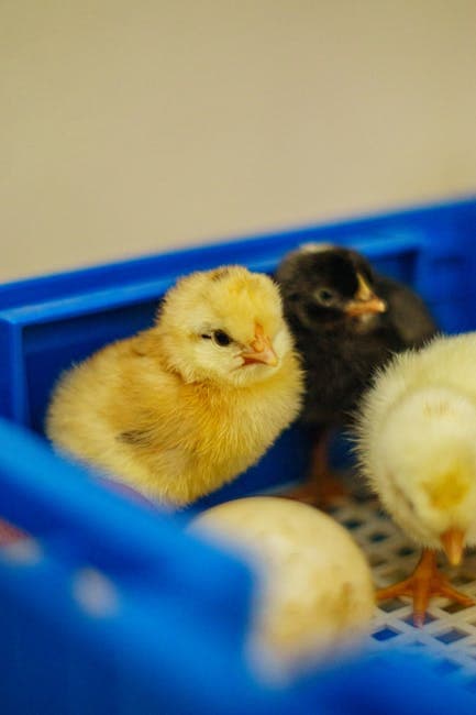 Fluffy baby chicks resting in a blue tray after successfully hatching from their eggs