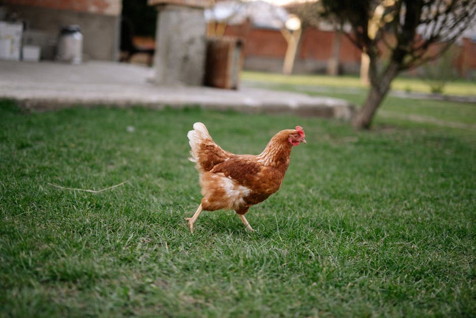 Free-Range Chickens: Complete Guide to Letting Your Flock Roam