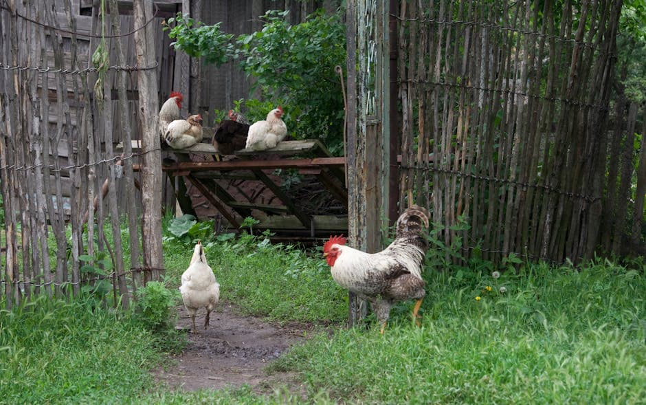 Free-range chickens roaming in a backyard farmyard setting