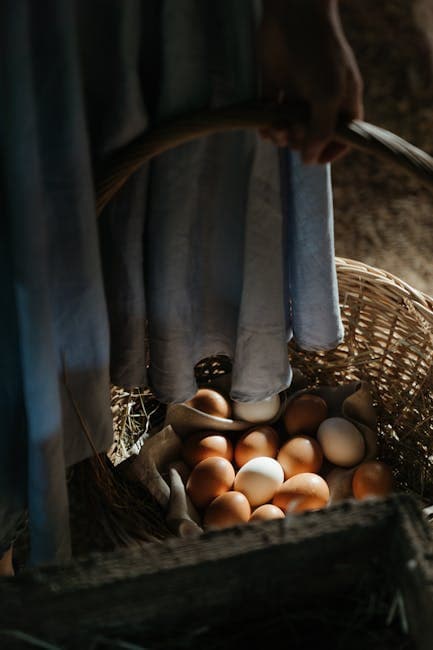 Fresh farm eggs collected in a wicker basket from a backyard flock