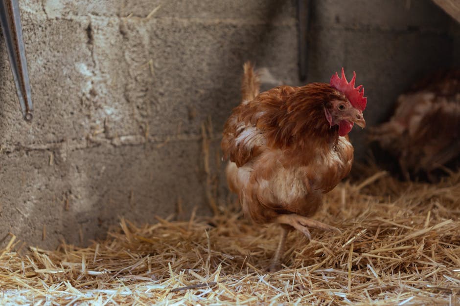 Chicken Coop Bedding: Pine Shavings vs Straw vs Sand (Compared)