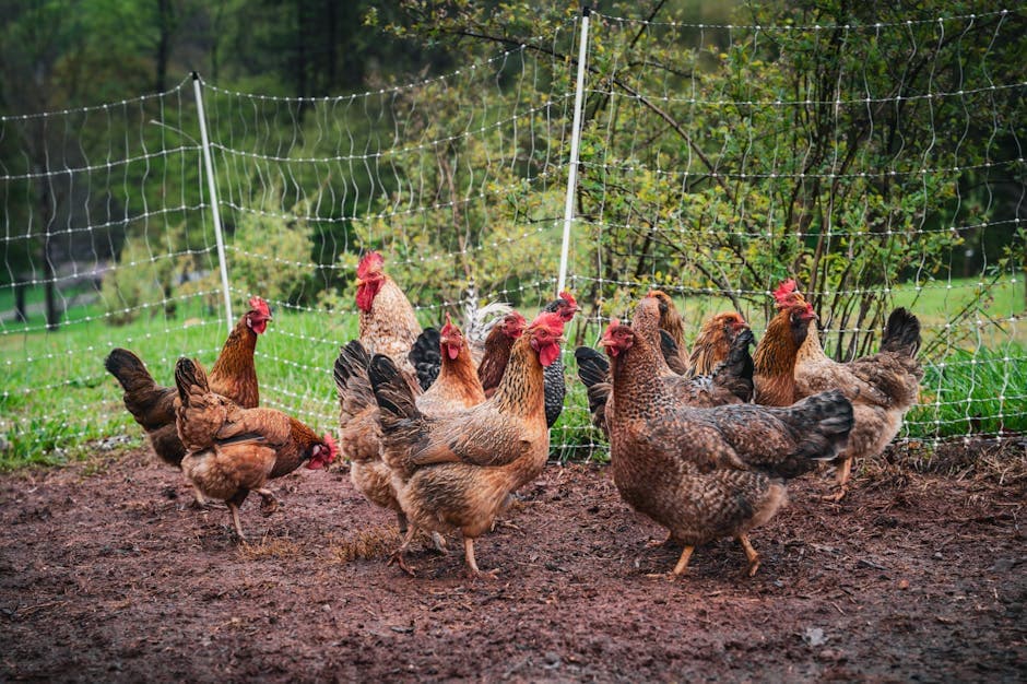 How Many Chickens Should a Beginner Start With?