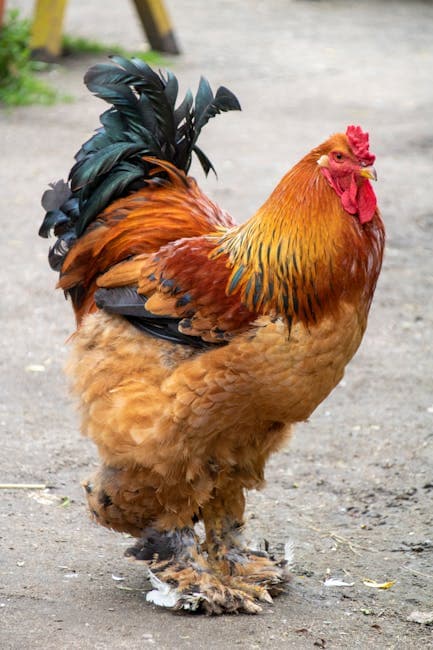 Jersey Giant Chicken: Complete Breed Guide (Size, Eggs, Temperament)