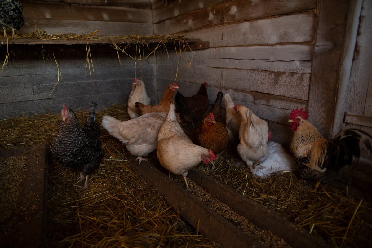 Raising Chickens in Kentucky: Laws, Best Breeds, and Climate Tips