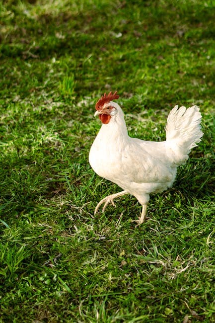 A white Leghorn chicken walking confidently on lush green grass in a farm setting
