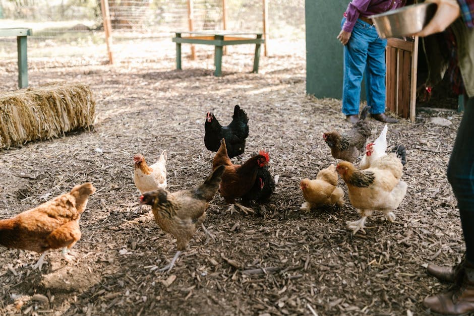 Raising Chickens in Louisiana: Laws, Best Breeds, and Climate Tips