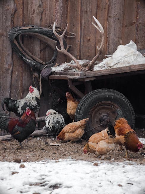 Raising Chickens in Minnesota: Laws, Best Breeds, and Climate Tips