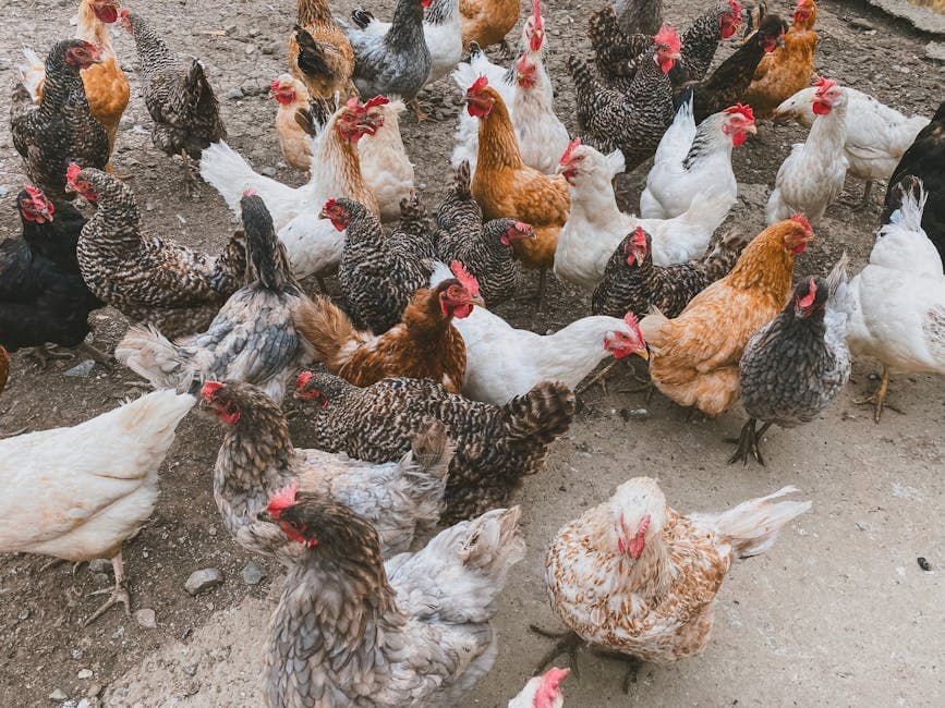 Can You Mix Chicken Breeds? What to Know Before Building a Mixed Flock
