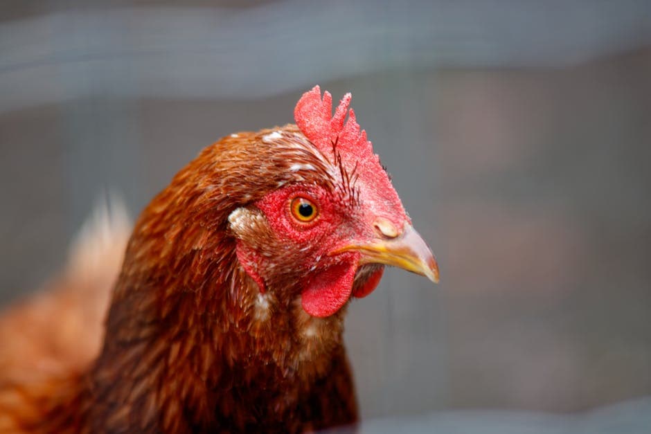 New Hampshire Red Chicken: Complete Breed Guide (Eggs, Size, Care)