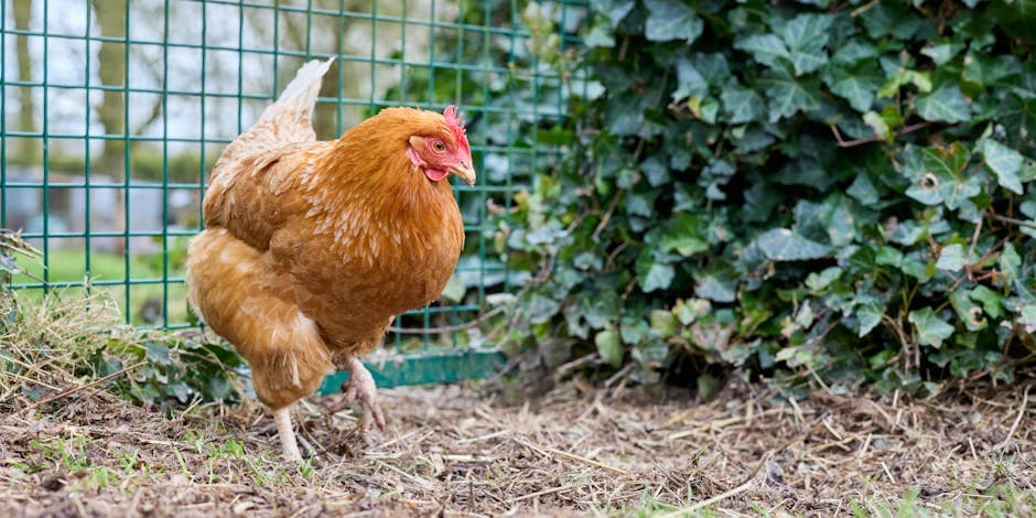 Brown hen walking in a lush backyard garden near a wire fence