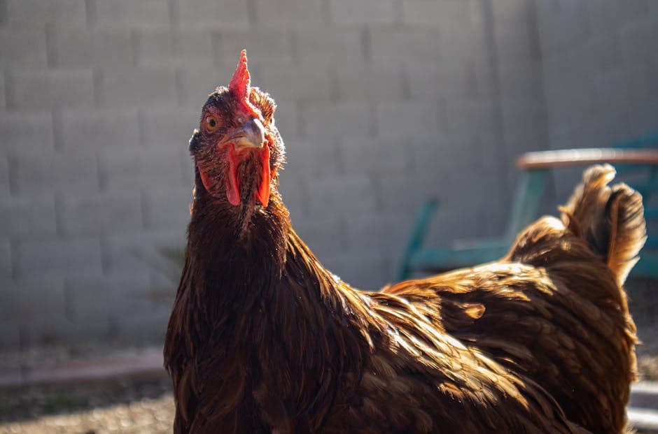 Rhode Island Red: Complete Breed Guide (Eggs, Temperament, Care)
