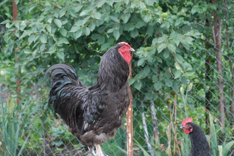 Rooster and hen together in a garden showing peaceful flock dynamics