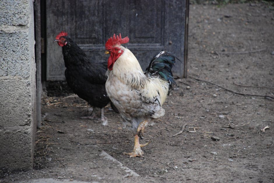 A rooster and hen standing by a barn door on a sunny farm