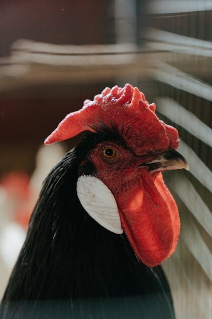 Rooster inside a well-built chicken coop during cold weather