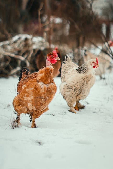 Two chickens exploring a snowy winter farm landscape