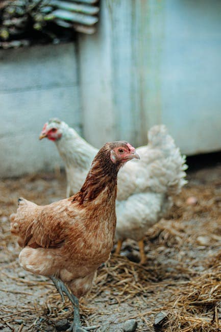 Raising Chickens in Georgia: Laws, Best Breeds, and Climate Tips