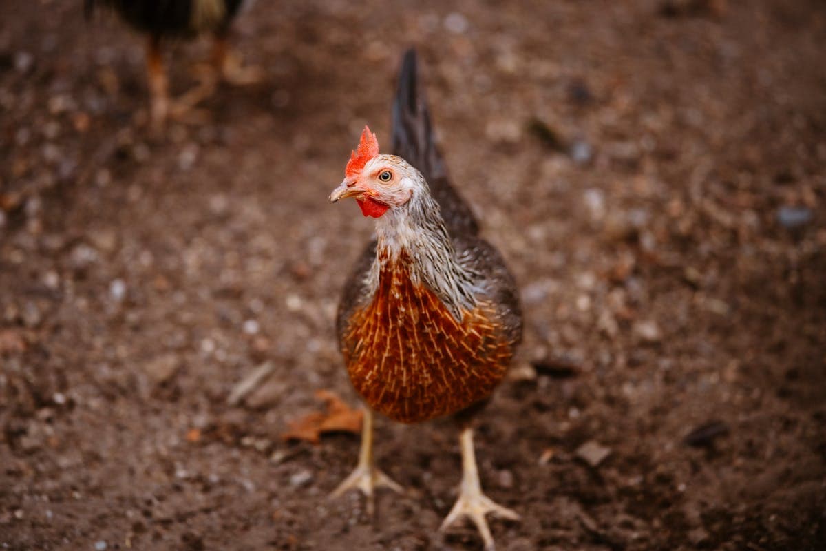 Welsummer Chicken: Complete Breed Guide (Eggs, Temperament, Care)