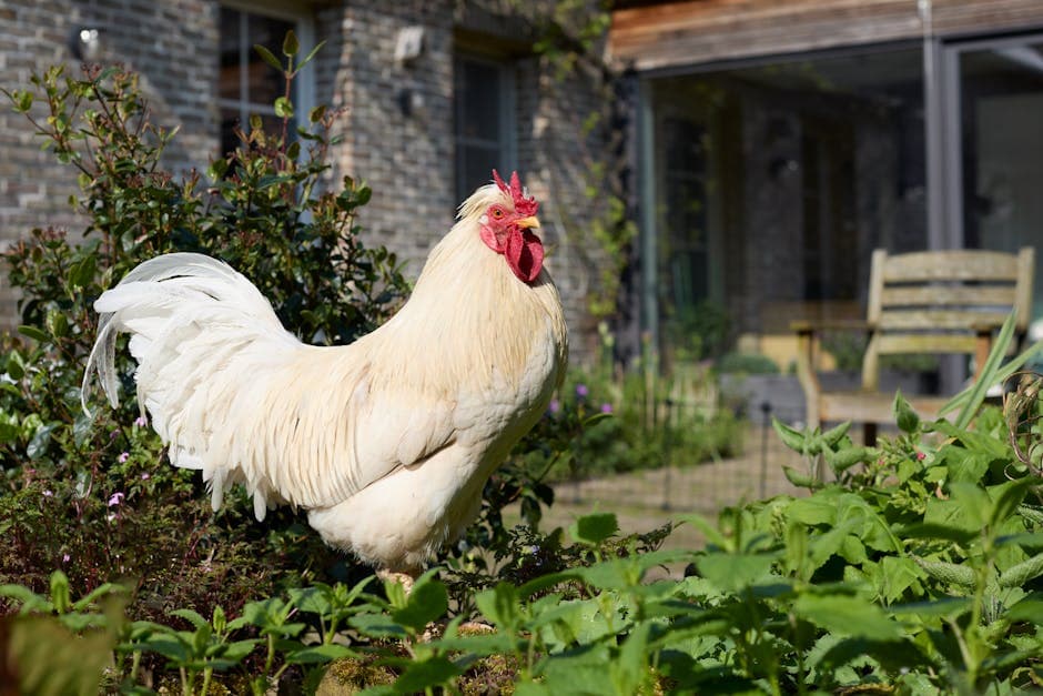 A majestic white Leghorn rooster standing in a sunny backyard garden with vibrant plumage
