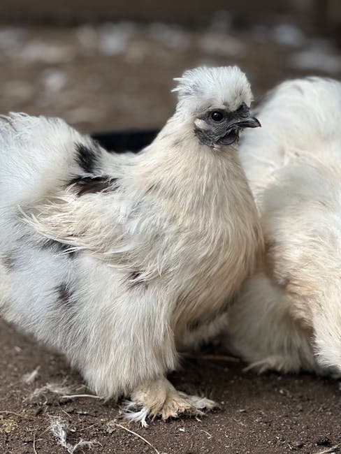 Silkie Chicken: Complete Breed Guide (Temperament, Eggs, Care)