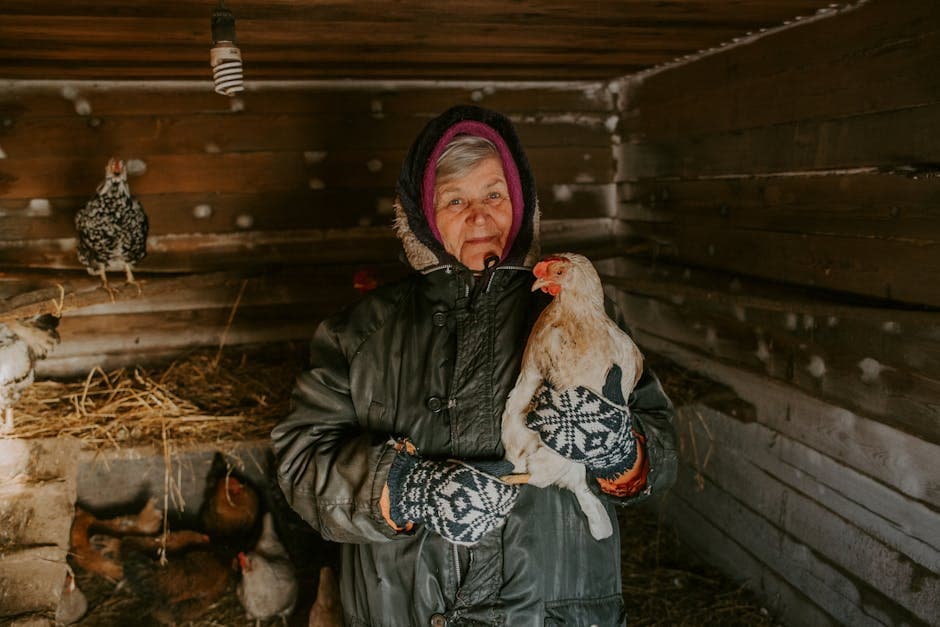 Woman caring for chickens in a winter barn setting